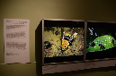 Wasp_exhibition__DSC3408